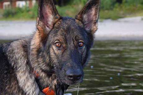 Can I teach my dog to swim? (and other dog swimming safety tips)