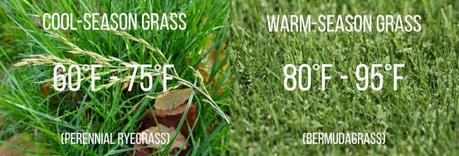 cold and warm season grass