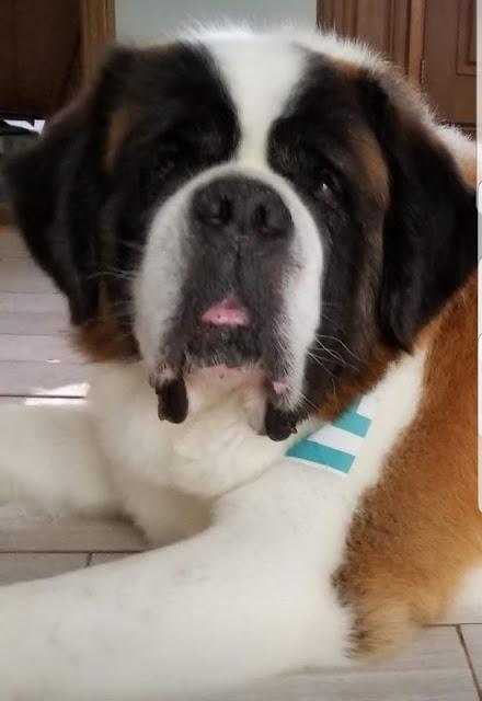 Photo submission for Paws For Reaction dog blog Saint Bernard