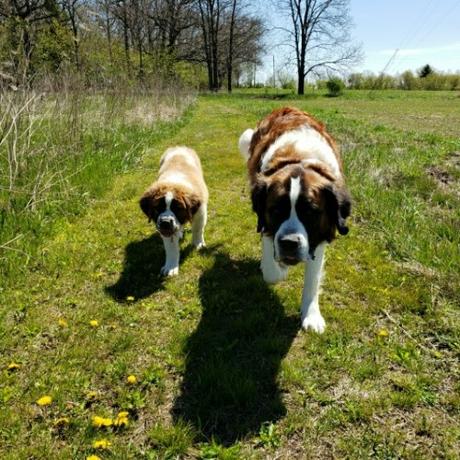 National Photograph Month: Meet the pets!