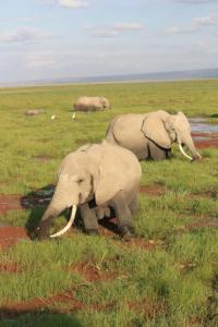 POEM: Marsh Elephants