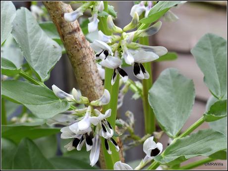 The Broad Beans keep me waiting