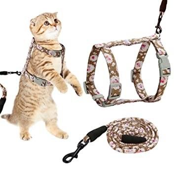 The Cat Harness: Everything You Need to Know