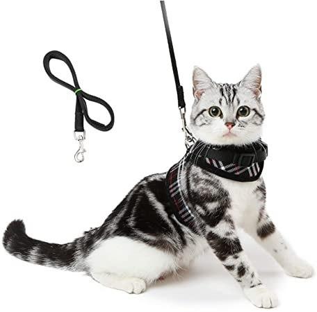 The Cat Harness: Everything You Need to Know