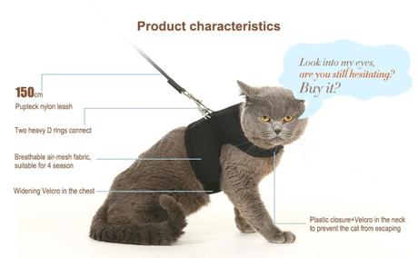 The Cat Harness: Everything You Need to Know