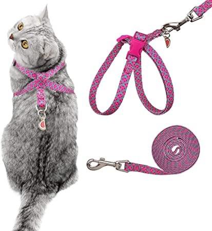 The Cat Harness: Everything You Need to Know
