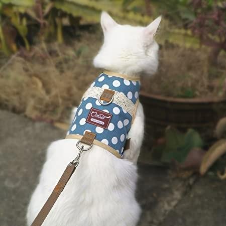 The Cat Harness: Everything You Need to Know