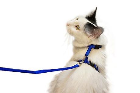 Juvale Adjustable Nylon Pet Harness Collar and Leash for Cats and Small Dogs, Navy Blue