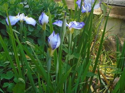Japanese Iris