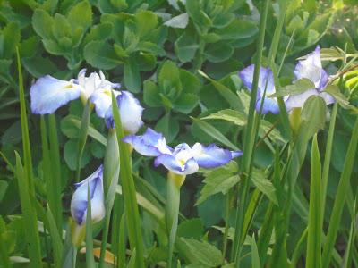 Japanese Iris