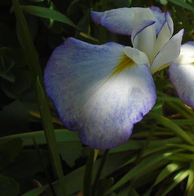 Japanese Iris