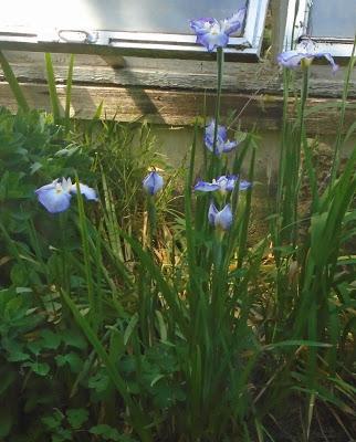 Japanese Iris