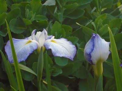 Japanese Iris
