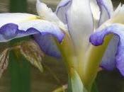 Japanese Iris