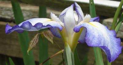 Japanese Iris
