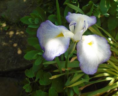 Japanese Iris