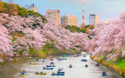 Enchanting Travels Japan Tours Chidorigafuchi park in Tokyo during sakura season