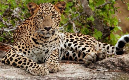 Young Leopard (Panthera pardus kotiya), Yala National Park, Sri Lanka