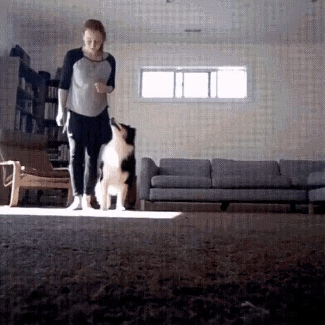 Dog Irish Dance GIF - Dog IrishDance Training GIFs