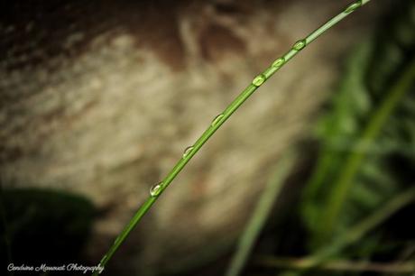 PoArtMo 2020: The story behind my Droplets photo