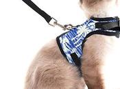 Best Harnesses