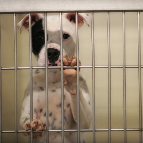How to Adopt a Dog How to Adopt a Dog