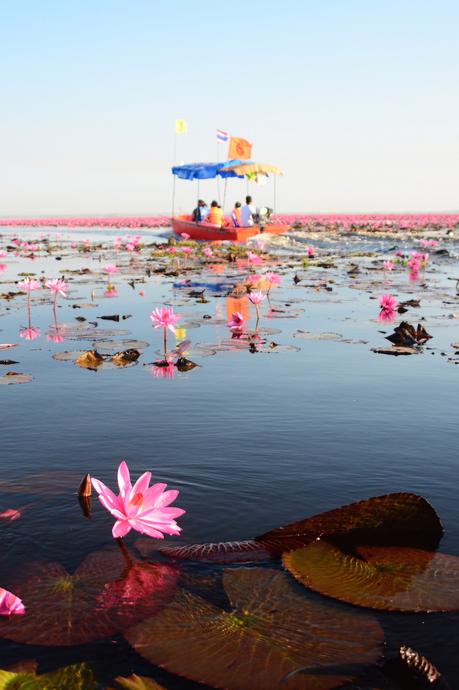 Thailand’s Stunning “Red Lotus Sea”