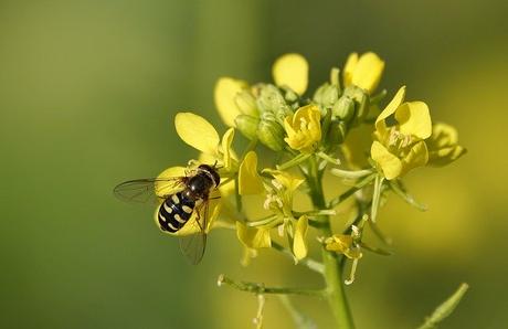 Everything You need to know about Benefits of Mustard oil?