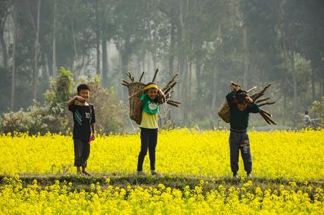 Everything You need to know about Benefits of Mustard oil?