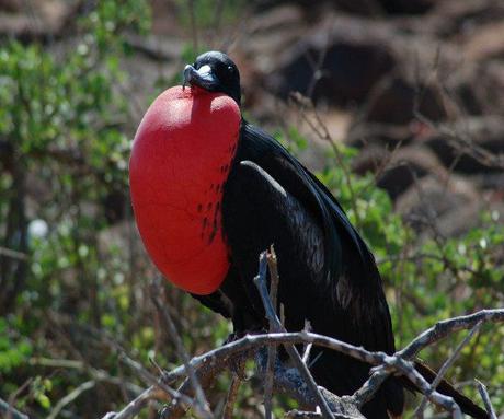 Dreaming about your next vacation? The perfect Galapagos itinerary