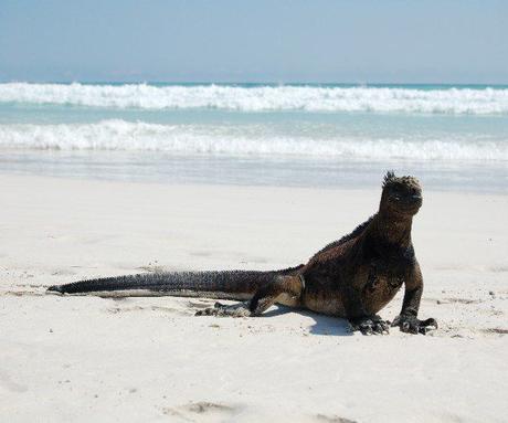 Dreaming about your next vacation? The perfect Galapagos itinerary