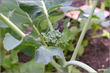 Early brassicas