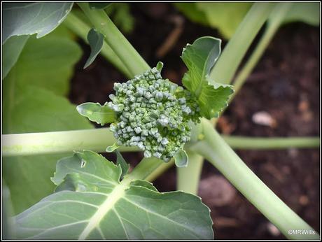 Early brassicas