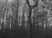 POEM: Dead Winter Stillness