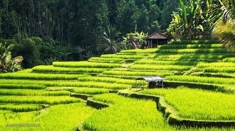 For What Experiences Bali Remains on The Top of The Tourist Radar?