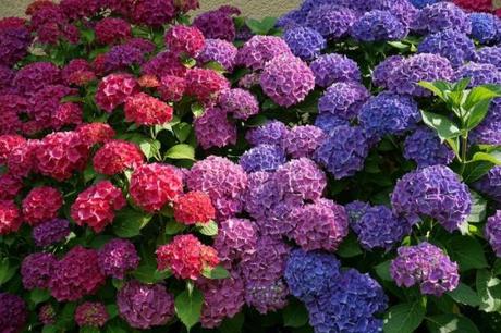 How Do I Care For Hydrangea Flower? How Do I Care For Hydrangea Flower?
