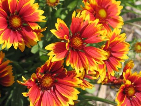 Blanket Flowers for Any Occasion Blanket Flowers for Any Occasion