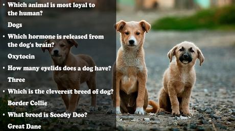 Dog trivia questions