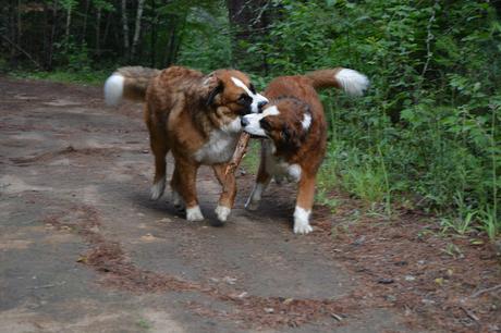 National Trails Day June 6 Guide to safe day hiking with your dog
