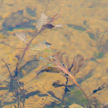 Monet reloaded Monet reloaded