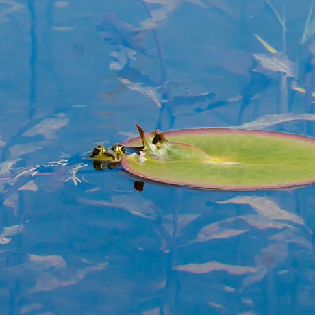 Monet reloaded Monet reloaded