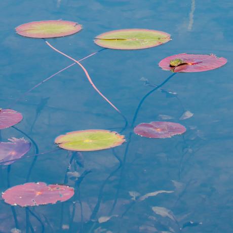 Monet reloaded Monet reloaded