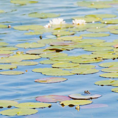 Monet reloaded Monet reloaded