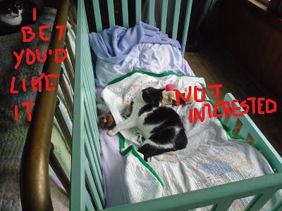 The Kittehs Are Back