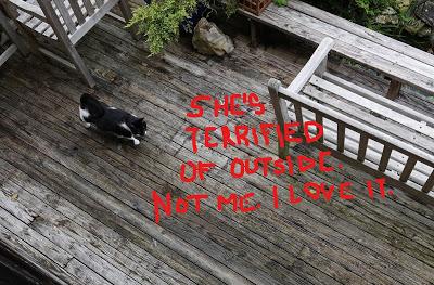 The Kittehs Are Back