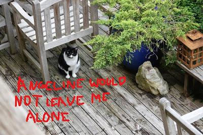 The Kittehs Are Back