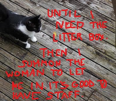 The Kittehs Are Back