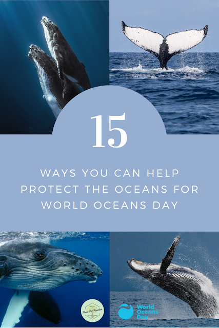 World Oceans Day: How to save the habitat of the humpback whale