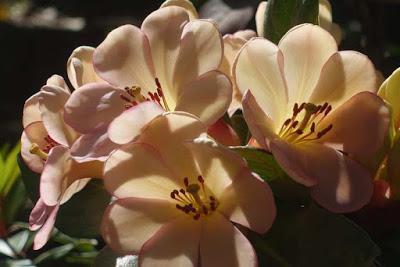 UCLA BOTANICAL GARDEN: From Cacti to a Subtropical Woodlend in the Heart of the Los Angeles