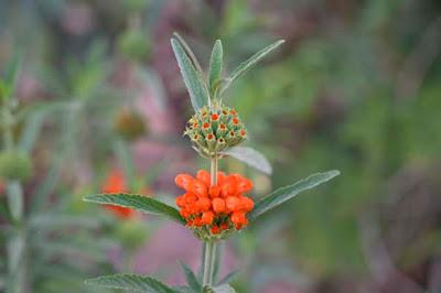 UCLA BOTANICAL GARDEN: From Cacti to a Subtropical Woodlend in the Heart of the Los Angeles